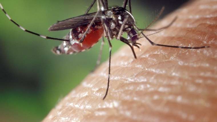 Mosquito em cima de um braço: picada de inseto pode causar alergia nas crianças